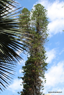 Araucaria villa Bellini